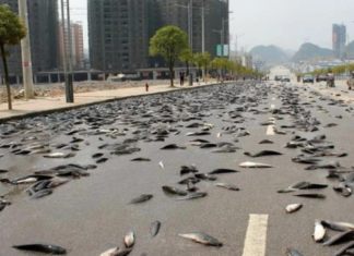 Në Australi, bie “shi me peshq” në qytetin që ndodhet qindra kilometra larg vijës bregdetare