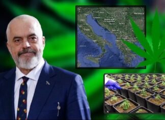 OKB: Shqipëria ia kalon edhe Meksikës për prodhim të kanabisit, rekord nga viti 2016 !