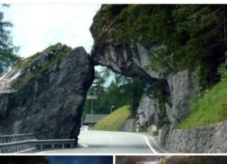 Shkëmbinjt që puthen!